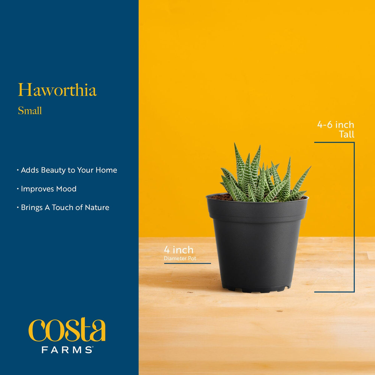 Haworthia on sunny windowsill brightens compact living areas.