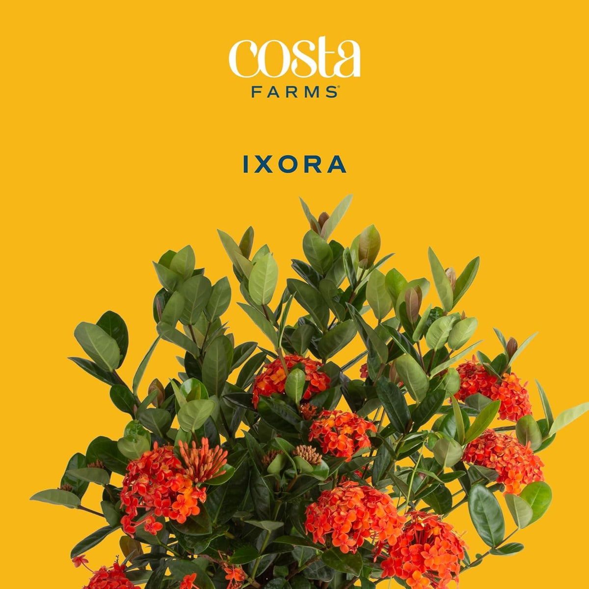 Costa Farms Ixora 2-3 ft shrub showcases dramatic blossoms