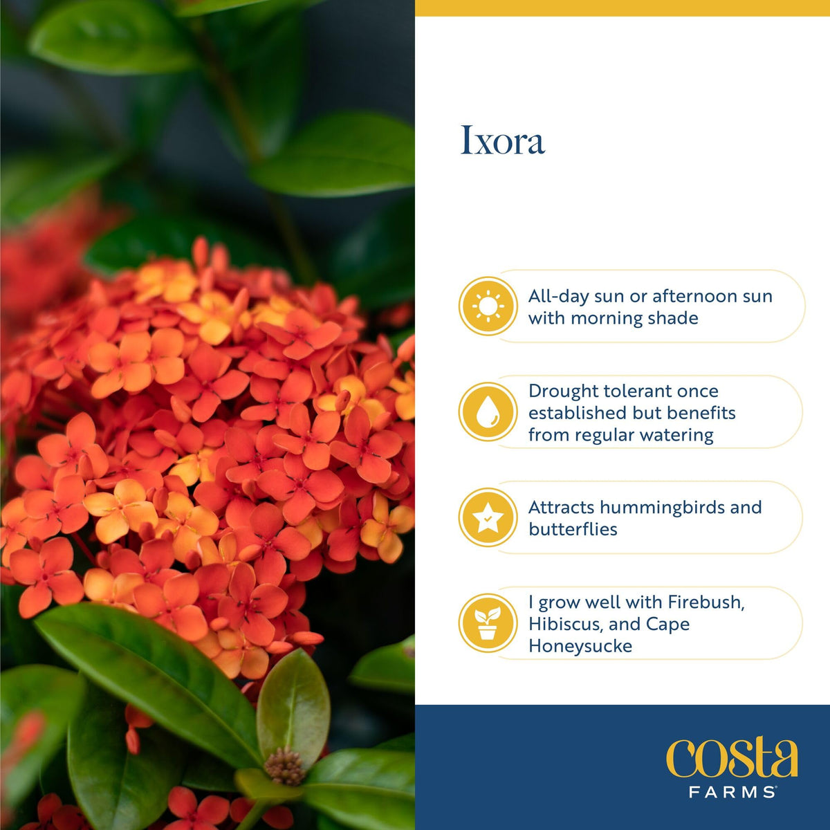 Costa Farms Ixora indoor-outdoor transition supports year-round decor