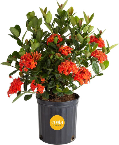 Costa Farms Ixora Jungle Flame blooms brighten outdoor spaces