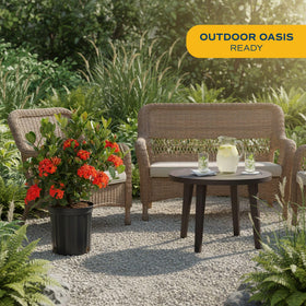 Costa Farms Ixora leathery foliage adds year-round greenery