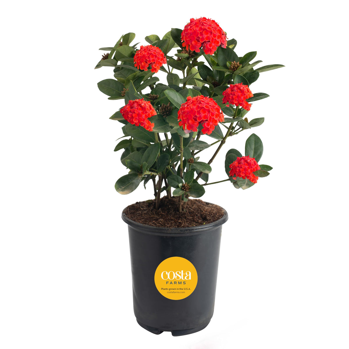 Costa Farms Ixora Maui Red blooms in clusters for vibrant sunny spaces.