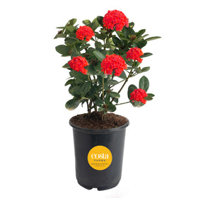 Costa Farms Ixora Maui Red blooms in clusters for vibrant sunny spaces.