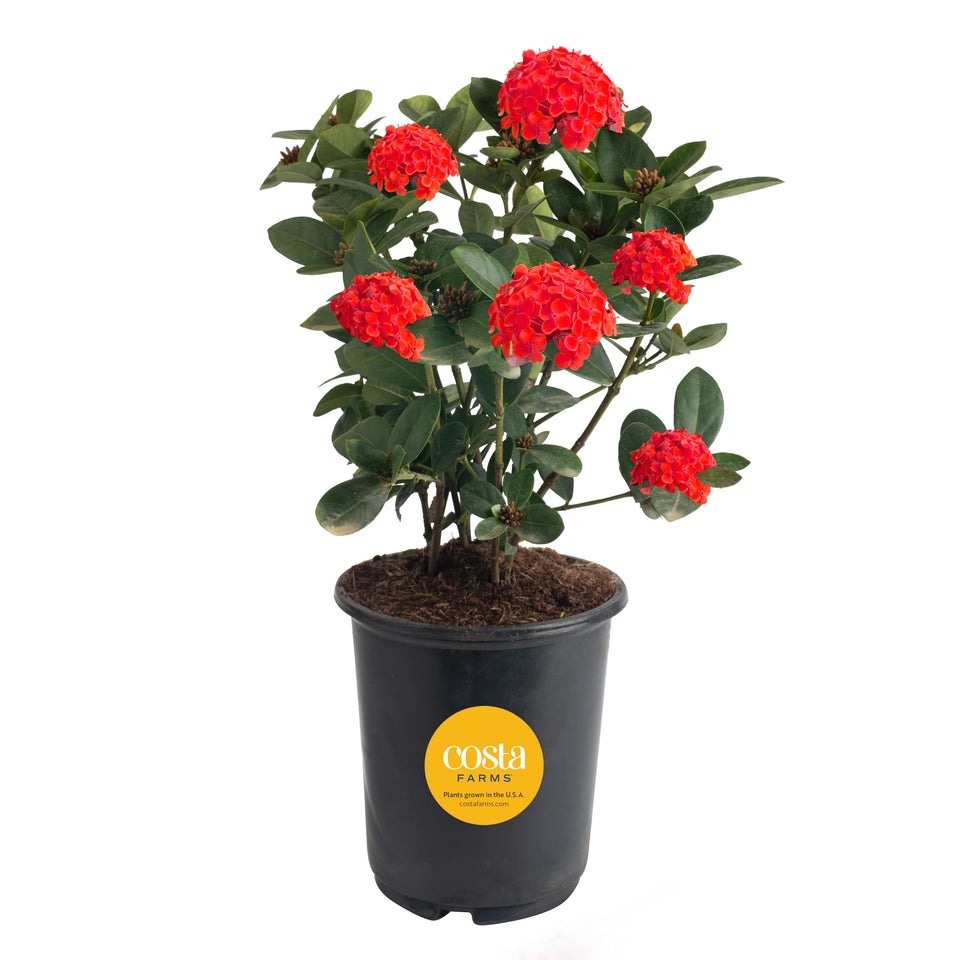 Costa Farms Ixora Maui Red blooms in clusters for vibrant sunny spaces.