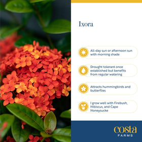 Costa Farms Ixora Maui Red container display brightens balconies and decks.