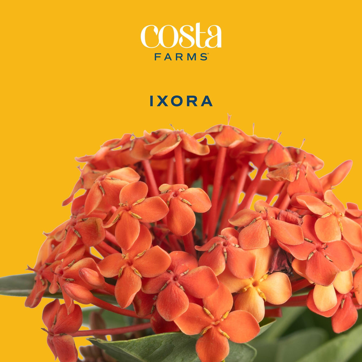 Costa Farms Ixora Maui Red glossy leaves form lush evergreen backdrop.
