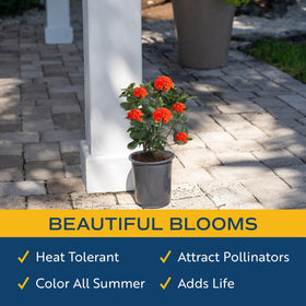 Costa Farms Ixora Maui Red potted on patio for instant tropical focal point.