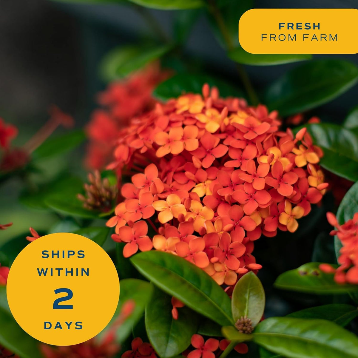 Costa Farms Ixora pollinator-friendly nectar attracts bees and butterflies