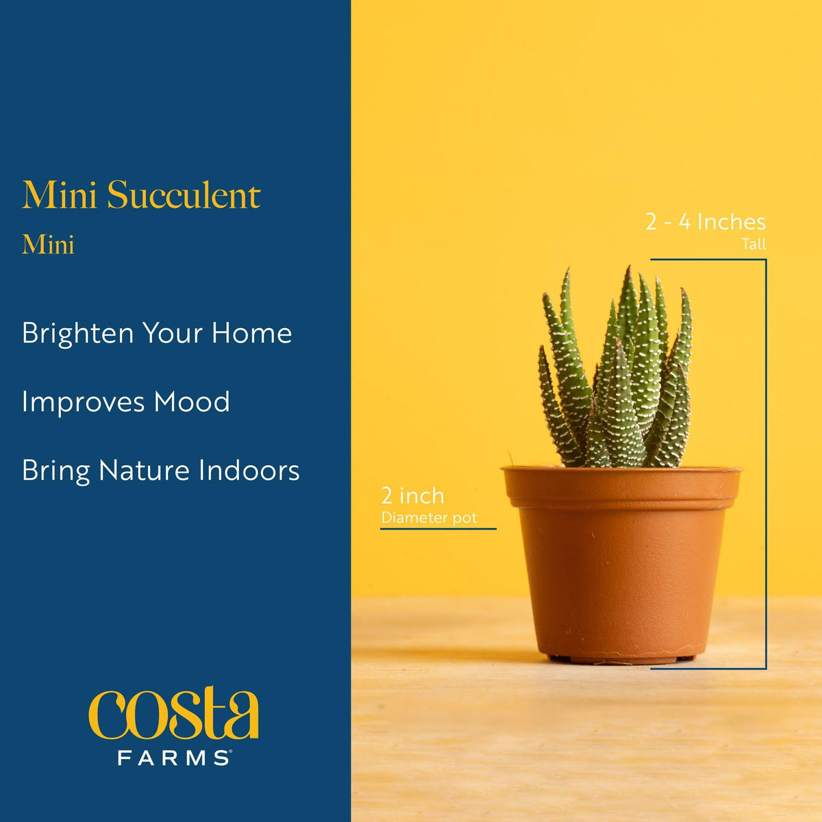 Costa Farms kalanchoe mini succulent, color-pop for windowsills.