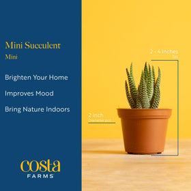 Costa Farms kalanchoe mini succulent, color-pop for windowsills.