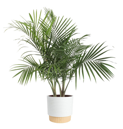 Costa Farms Majesty Palm decorative pot focal point enhances space