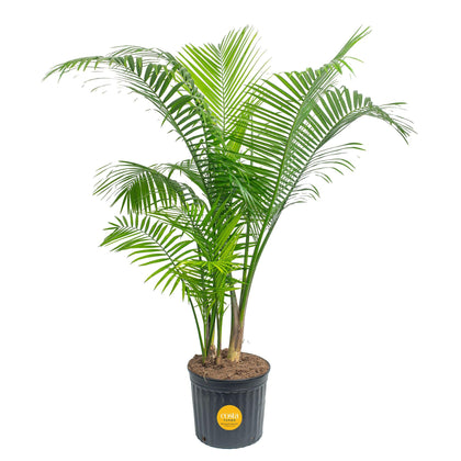 Costa Farms Majesty Palm extralarge in-pot standing tall adds tropical elegance to any room