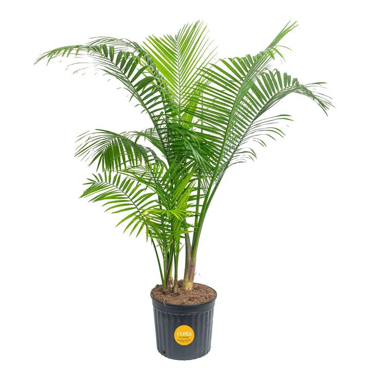 Costa Farms Majesty Palm extralarge in-pot standing tall adds tropical elegance to any room