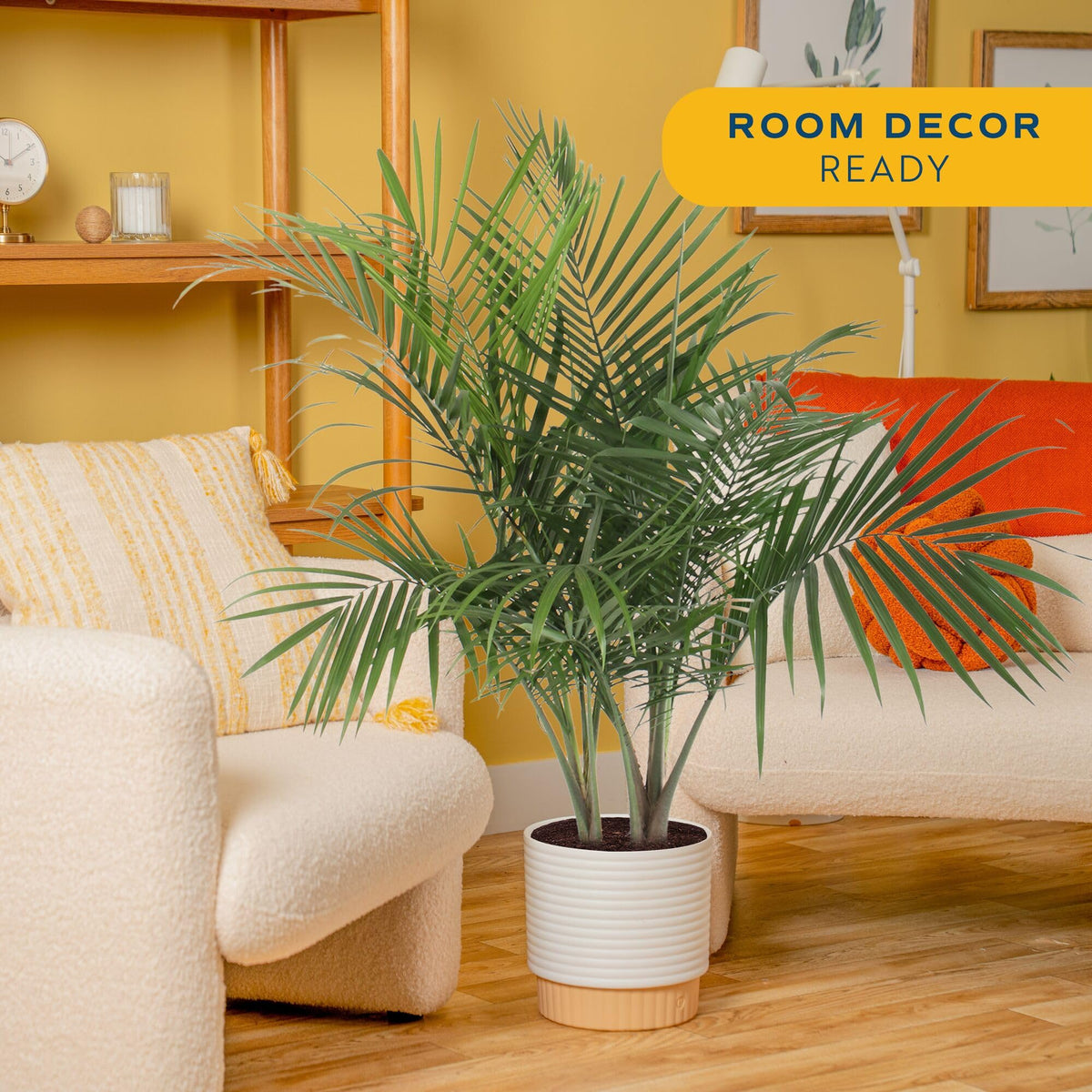 Costa Farms Majesty Palm fronds arch for a lush indoor statement