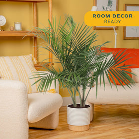 Costa Farms Majesty Palm fronds arch for a lush indoor statement