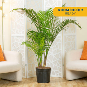 Costa Farms Majesty Palm fronds closeup showcases lush green fronds for a tropical ambiance