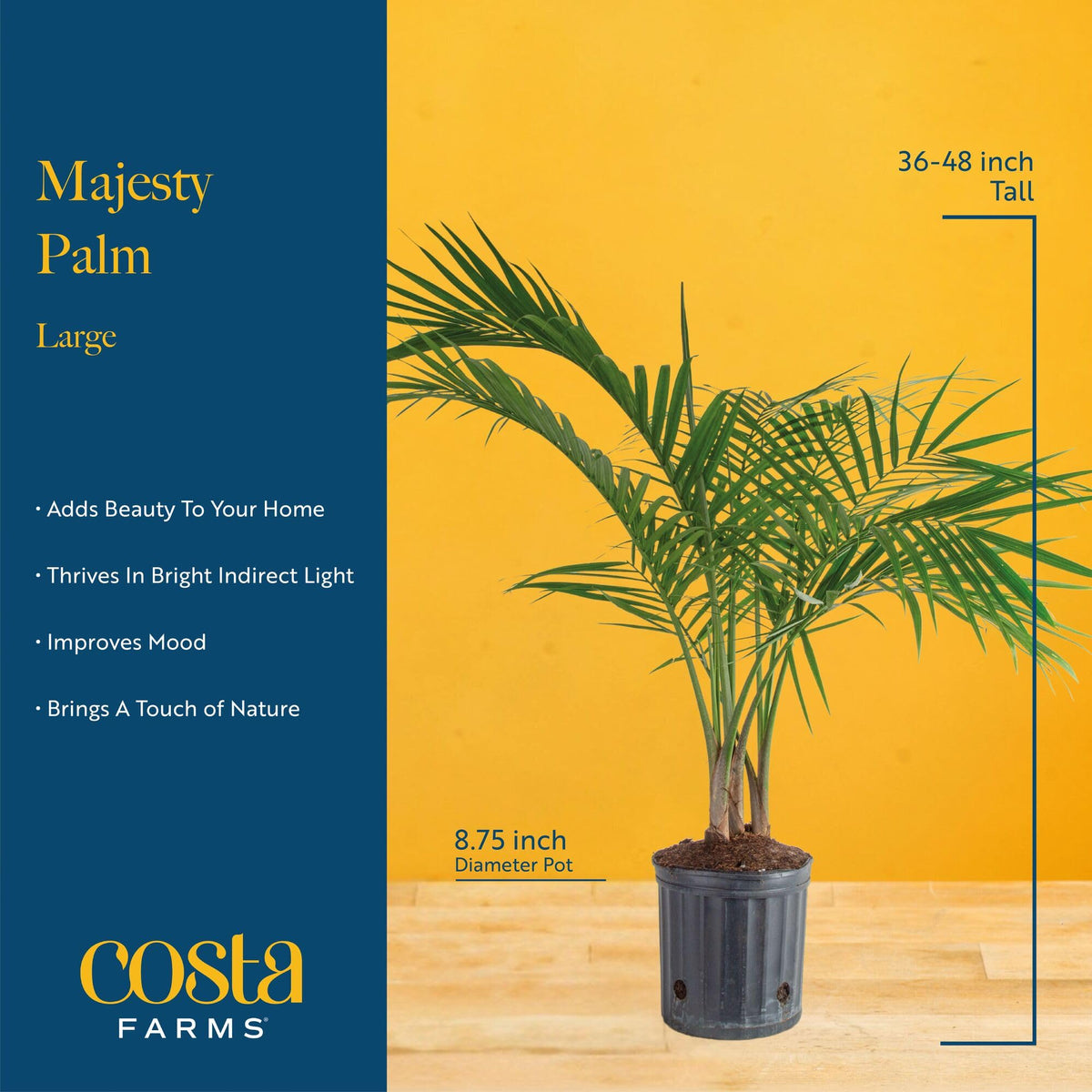 Costa Farms Majesty Palm white pot brightens office ambiance