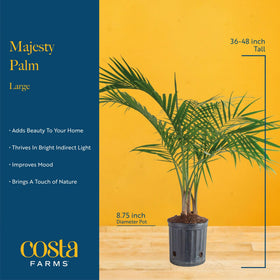 Costa Farms Majesty Palm white pot brightens office ambiance