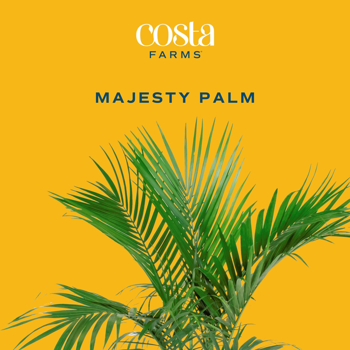 Costa Farms Majesty Palm decorative pot elevates living room decor