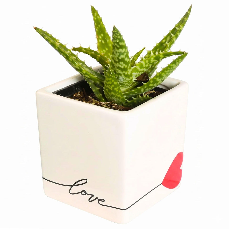 Costa Farms Mini Aloe Vera in Love planter on a desk, ideal for bright spaces.