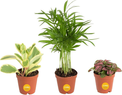 Costa Farms Mini Live Plants 3-Pack in grower pots for easy home decor and care