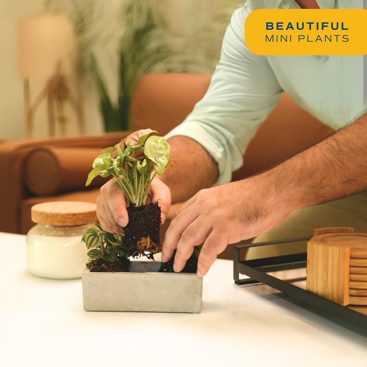 Costa Farms mini live plants on a shelf decor setup for small spaces