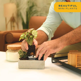 Costa Farms mini live plants on a shelf decor setup for small spaces