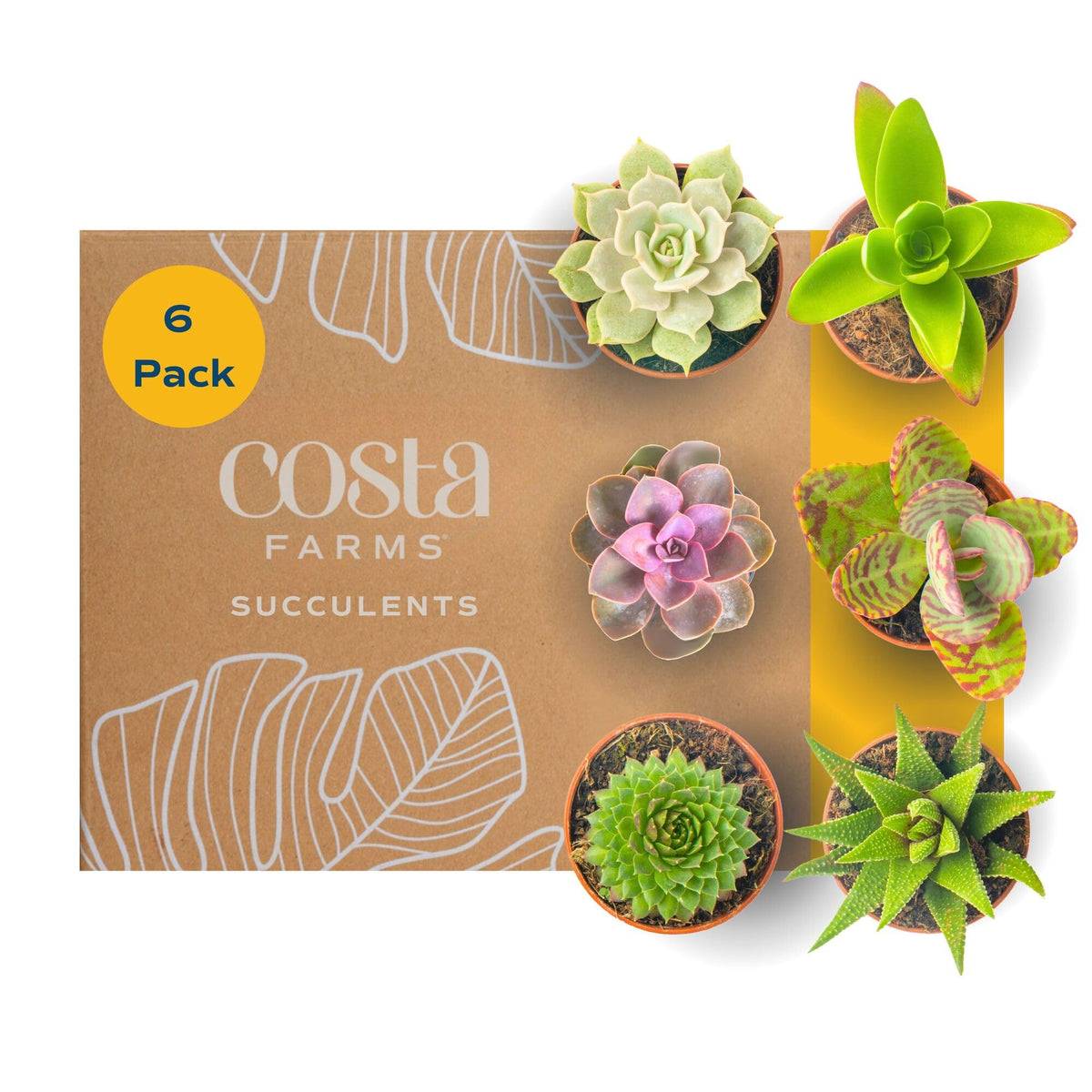 Costa Farms mini succulent pack six, ideal for compact spaces.