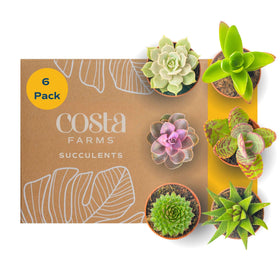 Costa Farms mini succulent pack six, ideal for compact spaces.