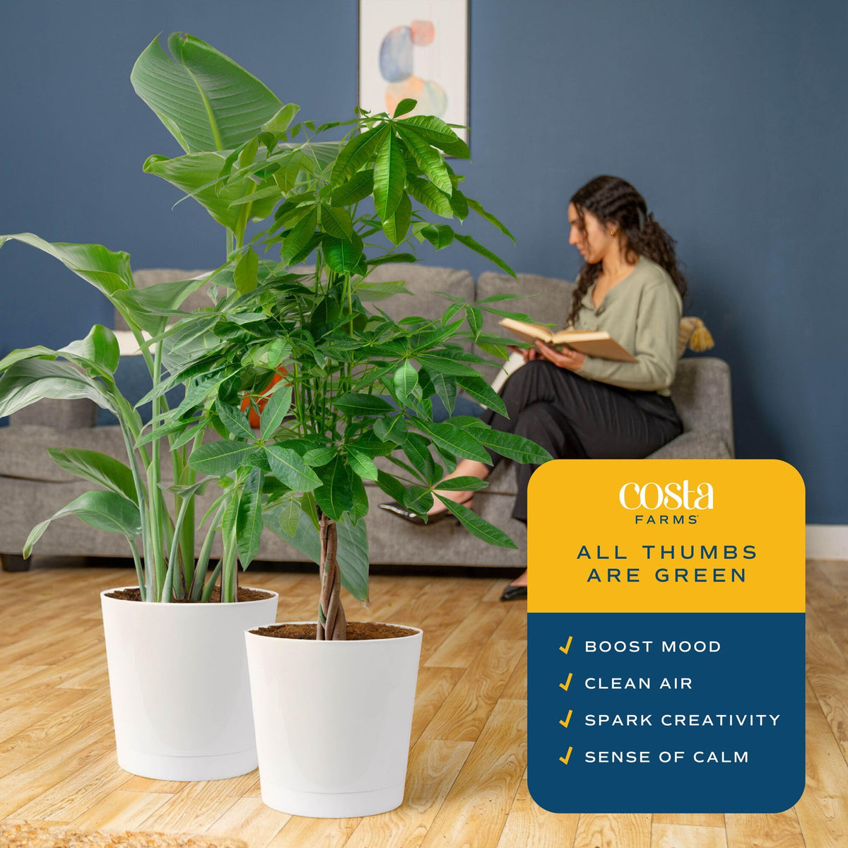 Costa Farms Money Tree braided trunk detail for tropical home charm