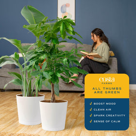 Costa Farms Money Tree braided trunk detail for tropical home charm