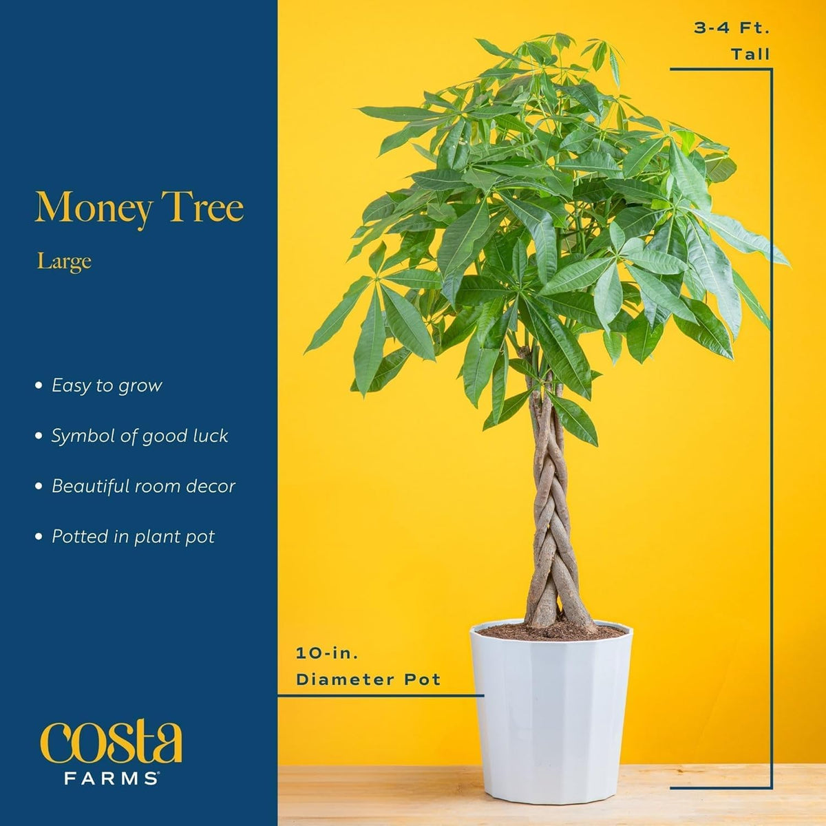 Costa Farms Money Tree beside a desk adds vibrant greens