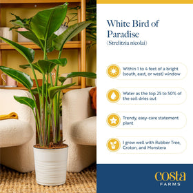 Costa Farms White Bird of Paradise brightens office spaces with biophilic design.