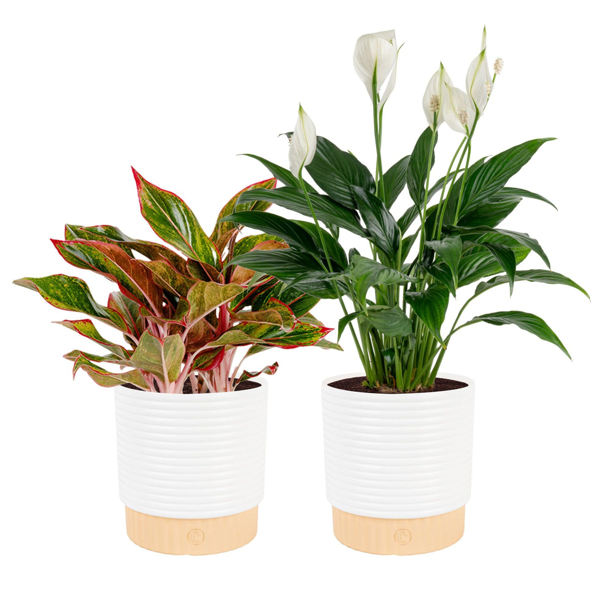 Costa Farms Peace Lily in decor planter adds serene elegance to any room