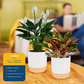 Costa Farms Peace Lily white blooms brighten interior spaces