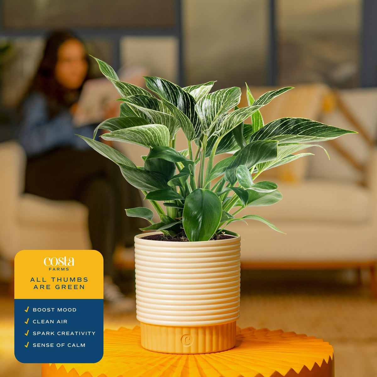Birkin promotes a fresher indoor atmosphere as part of a stylish plant layout.