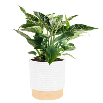 Costa Farms Philodendron Birkin green leaves brighten rooms with natural color.