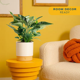 Costa Farms Philodendron Birkin white pinstripes create a modern focal point.