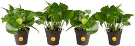 Costa Farms Pothos 4-pack trailing vines on shelf, enhancing room ambiance.