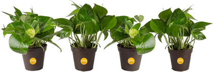 Costa Farms Pothos 4-pack trailing vines on shelf, enhancing room ambiance.