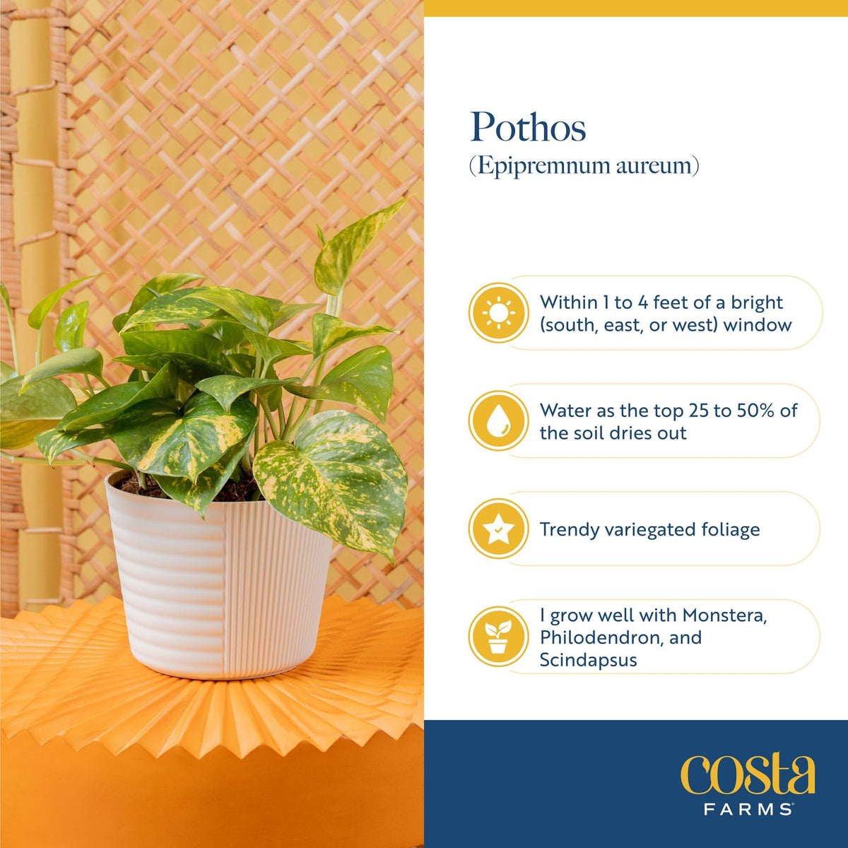 Costa Farms Pothos leaves offer subtle air-purifying benefits while brightening interiors.