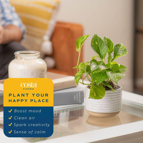Costa Farms Pothos thriving in bright indirect light near a window in a living space.