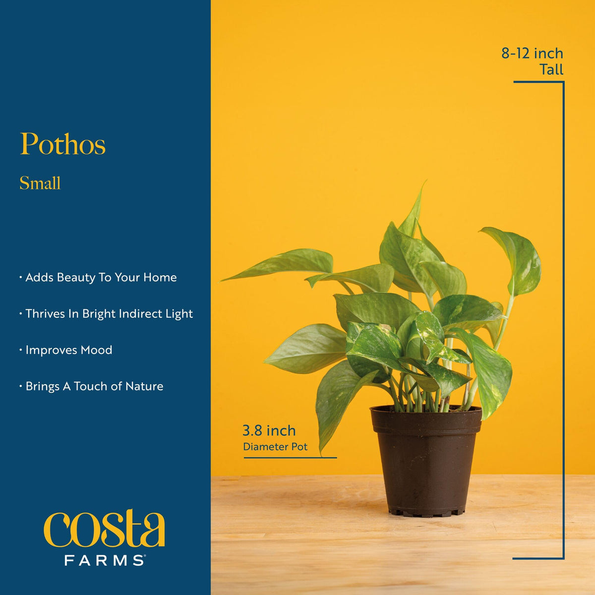 Costa Farms Pothos leaves showcase glossy variegation for a vibrant indoor accent.