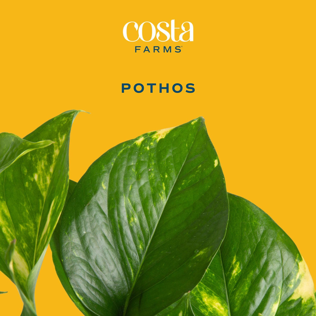 Costa Farms Pothos draping over a totem trellis creates a space-saving focal point.