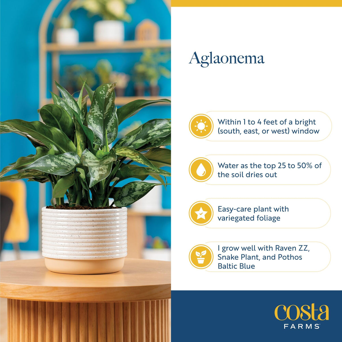 Costa Farms self-watering wick system simplifies plant care