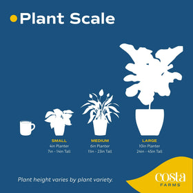 Costa Farms shipment image showing 4-inch tall plant ready to display