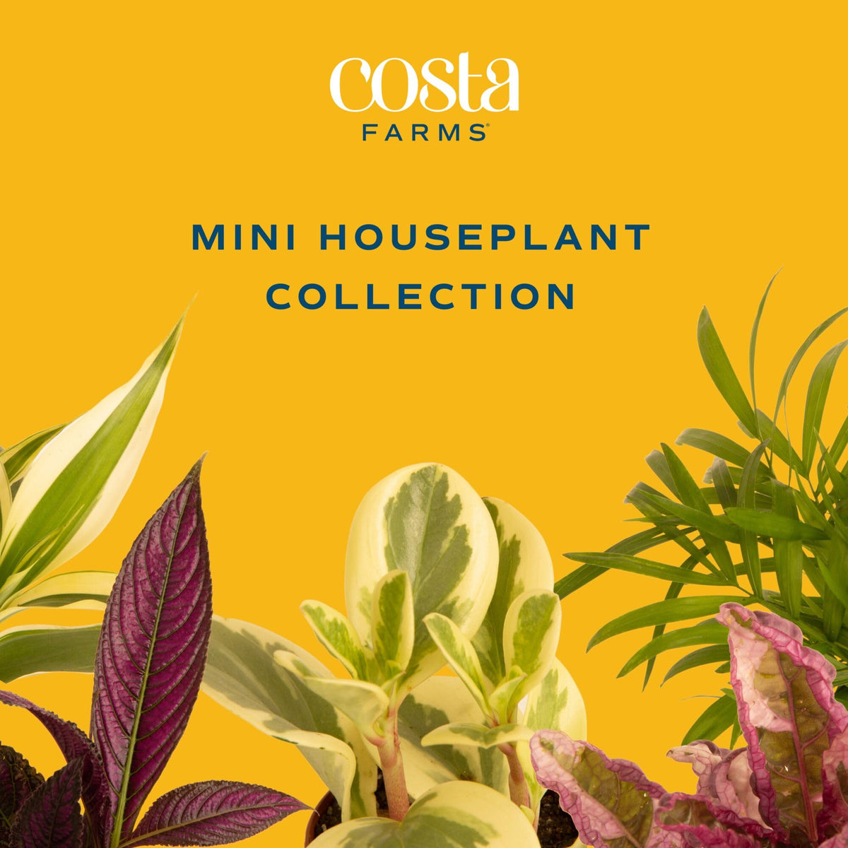 Costa Farms Spider Plant closeup highlighting resilient, easy-care foliage