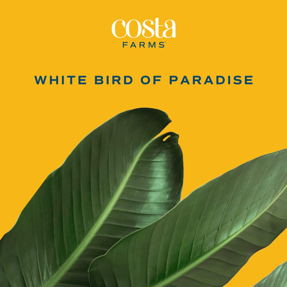 Costa Farms Strelitzia Nicolai leaf close-up shows lush tropical foliage for home ambiance.