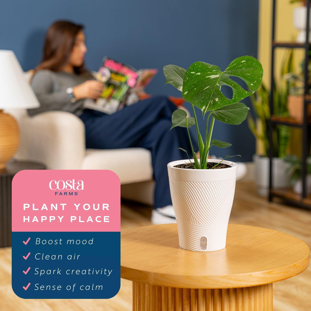 Costa Farms Thai Constellation Monstera in a bright room, enhances decor with living tropical art.