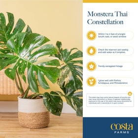 Costa Farms Thai Constellation Monstera makes a sophisticated gift for housewarmings or birthdays.